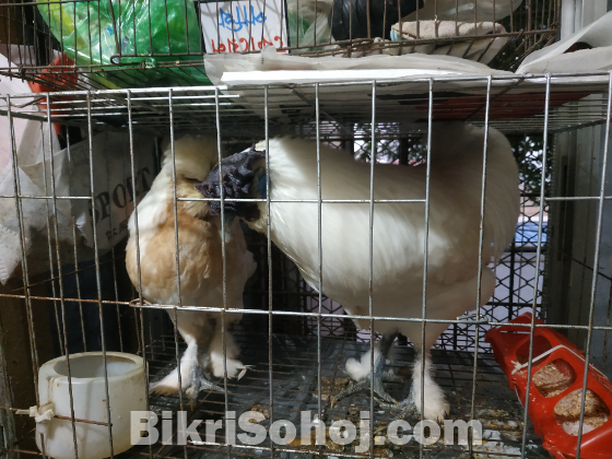 চায়নায় সিল্কি মুরগি সাদা